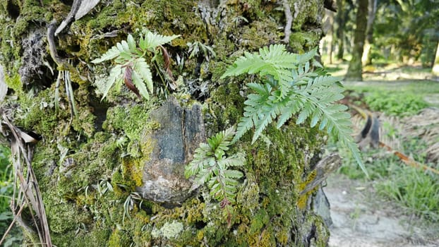 image of the wild species vegetation that sprout out from the tree bark.