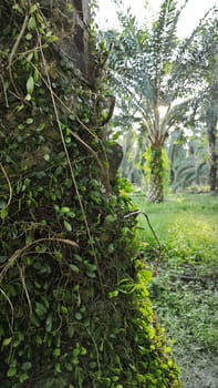 image of the wild species vegetation that sprout out from the tree bark.