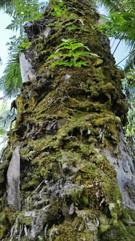 image of the wild species vegetation that sprout out from the tree bark.