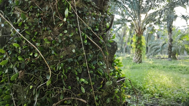 image of the wild species vegetation that sprout out from the tree bark.