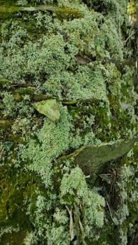 image of the wild species vegetation that sprout out from the tree bark.