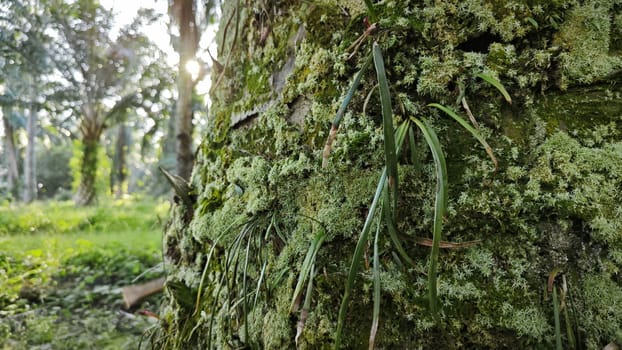 image of the wild species vegetation that sprout out from the tree bark.