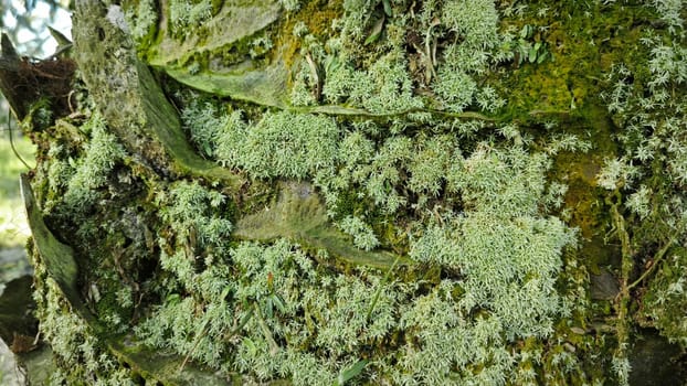 image of the wild species vegetation that sprout out from the tree bark.