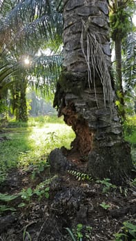 image of the wild species vegetation that sprout out from the tree bark.