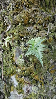 image of the wild species vegetation that sprout out from the tree bark.