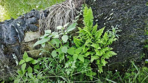 image of the wild species vegetation that sprout out from the tree bark.