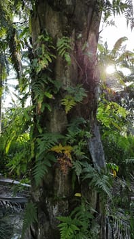 image of the wild species vegetation that sprout out from the tree bark.