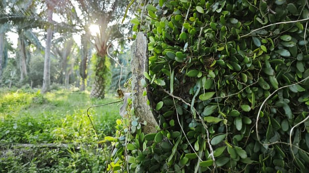 image of the wild species vegetation that sprout out from the tree bark.