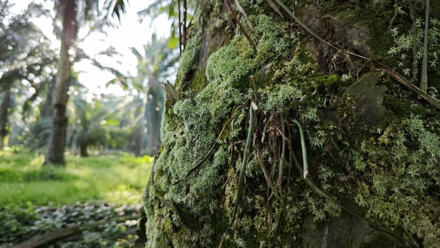 image of the wild species vegetation that sprout out from the tree bark.