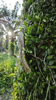 image of the wild species vegetation that sprout out from the tree bark.
