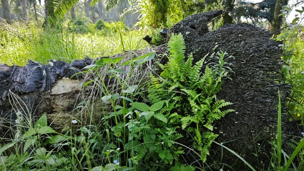 image of the wild species vegetation that sprout out from the tree bark.