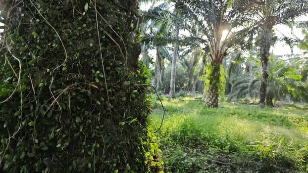 image of the wild species vegetation that sprout out from the tree bark.