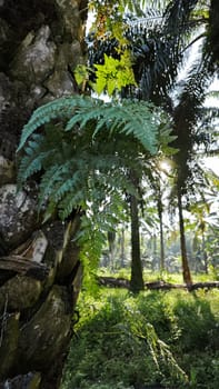 image of the wild species vegetation that sprout out from the tree bark.