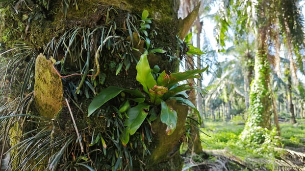 image of the wild species vegetation that sprout out from the tree bark.