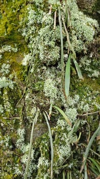 image of the wild species vegetation that sprout out from the tree bark.