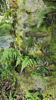 image of the wild species vegetation that sprout out from the tree bark.