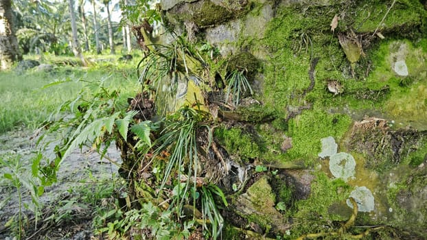 image of the wild species vegetation that sprout out from the tree bark.