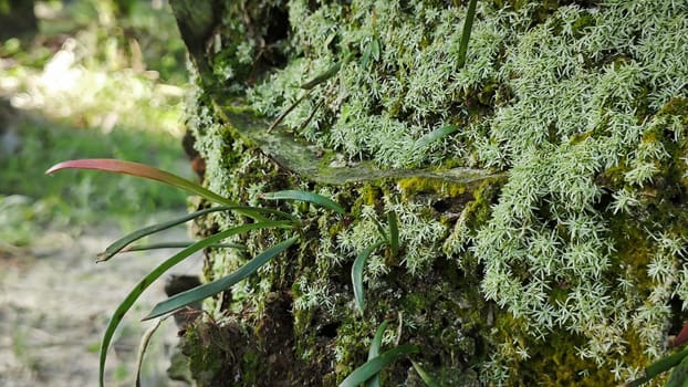 image of the wild species vegetation that sprout out from the tree bark.