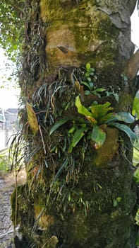 image of the wild species vegetation that sprout out from the tree bark.