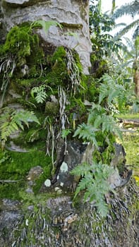 image of the wild species vegetation that sprout out from the tree bark.