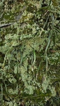 image of the wild species vegetation that sprout out from the tree bark.