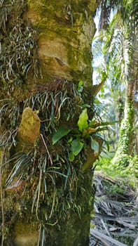 image of the wild species vegetation that sprout out from the tree bark.