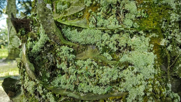 image of the wild species vegetation that sprout out from the tree bark.