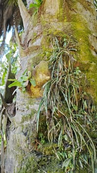image of the wild species vegetation that sprout out from the tree bark.