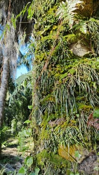 image of the wild species vegetation that sprout out from the tree bark.