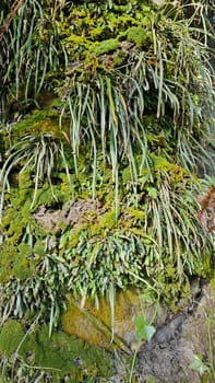 image of the wild species vegetation that sprout out from the tree bark.