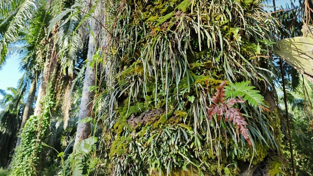 image of the wild species vegetation that sprout out from the tree bark.