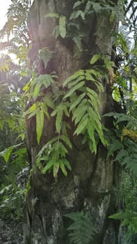 image of the wild species vegetation that sprout out from the tree bark.