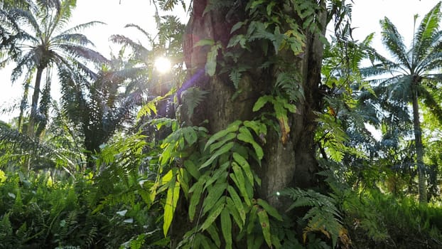 image of the wild species vegetation that sprout out from the tree bark.