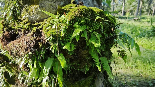 image of the wild species vegetation that sprout out from the tree bark.