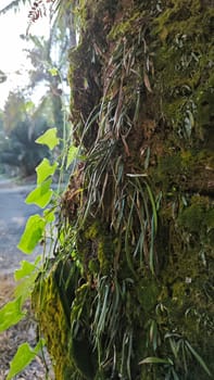 image of the wild species vegetation that sprout out from the tree bark.