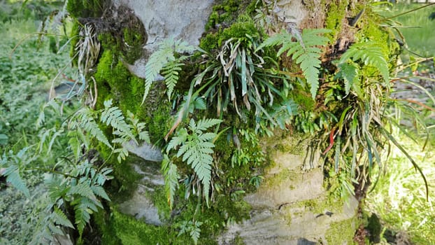 image of the wild species vegetation that sprout out from the tree bark.