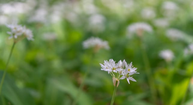 A single white wild garlic flower blooms on a slender stem against a blurred green background. The flower is in full bloom with delicate white petals.
