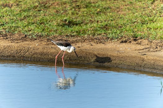 Black-winged Stilt or
Himantopus himantopus reflected while wading and searching for food by wetland in Bundala National Park Sri Lanka.