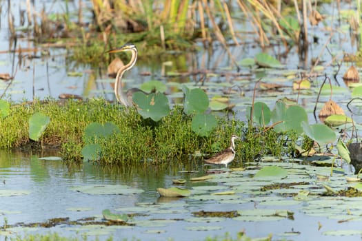 Wetland swamp with purple heron or Ardea purpurea with Pheasant-tailed Jacana or
Hydrophasianus chirurgus in foreground among green vegetation in swamp wetland in Bundala National Park Sri Lanka.