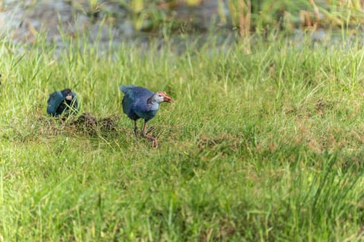 Purple Coot or Porphyrio poliocephalus fossiking around looking forward in grass beside wetland in Bundala National Park Sri Lanka.