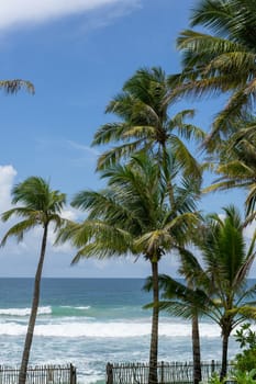 Wind in palm trees, dark sea and rough conditions foretell of pending storm at Habaradura Beach Sri Lanka.