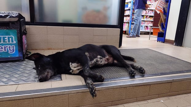 Stray black dog lying at the entrance of a supermarket, resting near a food delivery bag while a customer shops inside. Tired and alone, the dog reflects urban loneliness and neglect