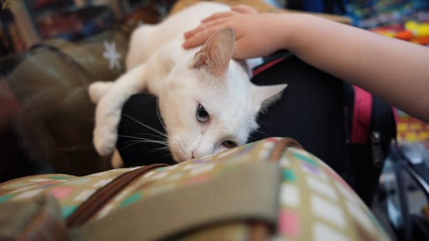 Adorable white cat with blue and yellow eyes lying on a bag and enjoying being petted by a child's hand, showing a moment of connection and affection between pet and human