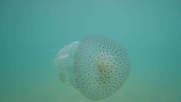 Phyllorhiza punctata, also known as the australian spotted jellyfish, floating in shallow turquoise water with sunlight illuminating its white bell and dark spots
