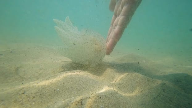 Caucasian hand gently reaching towards a jellyfish resting on the sandy seabed, creating a mesmerizing underwater scene in the clear, shallow waters of the ocean
