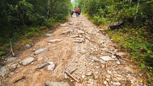 Hikers navigating a challenging, rocky trail while surrounded by lush greenery in a serene forest, embracing the spirit of adventure