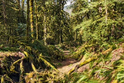 Dry stream bed in fleeced with moss forest.