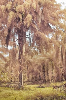 infrared image of the wild vegetation environment landscape at the palm oil plantation.