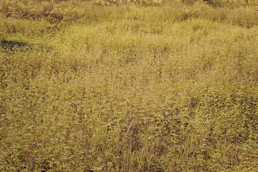 infrared image of the wild vegetation environment landscape at the palm oil plantation.