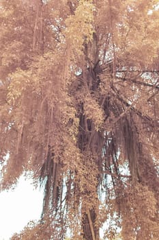 infrared image of the wild vegetation environment landscape at the palm oil plantation.